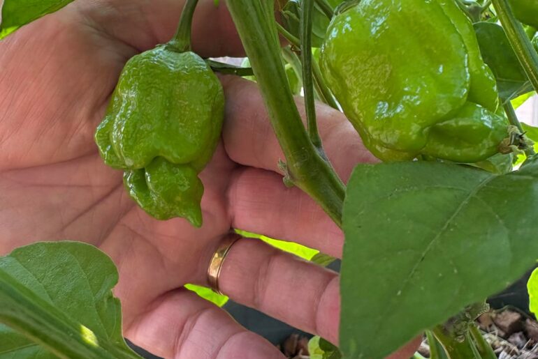 Scorpion Peppers