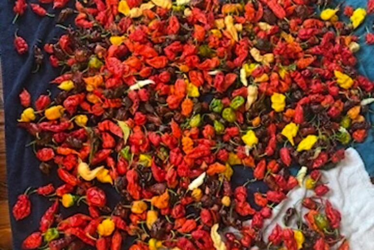 2023 Pepper haul (~weekly) from 120 plants, bumping to 200 when I get back at it next year