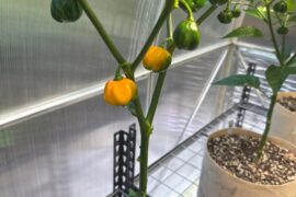 Scotch Bonnets?