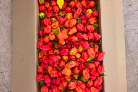 West Indies red habanero