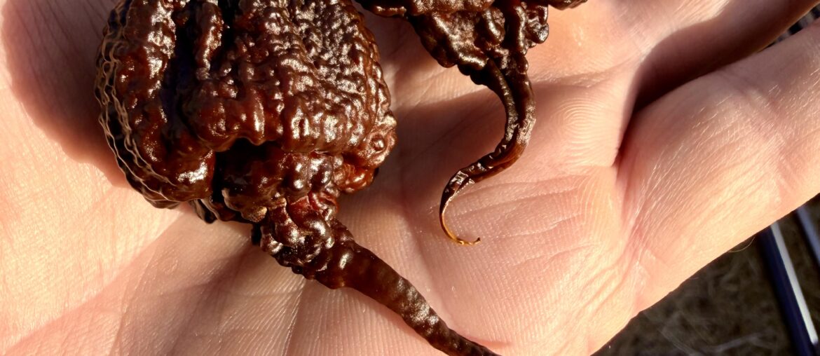 Chocolate Razorback - give Puppers Peppers some love