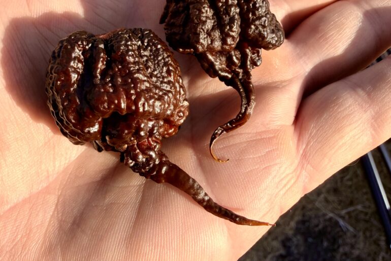 Chocolate Razorback - give Puppers Peppers some love