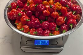 Scotch bonnets from my 2 plants
