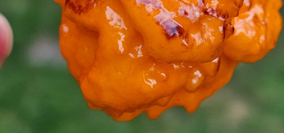 My first ripe Pockmark orange
