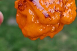 My first ripe Pockmark orange
