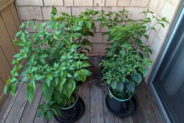 4 Month Ghost Pepper Update: Barely any peppers, lots of flowers.