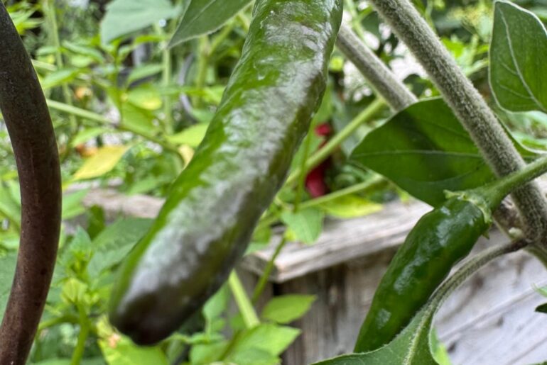 Could this be different kind of Rocoto?
