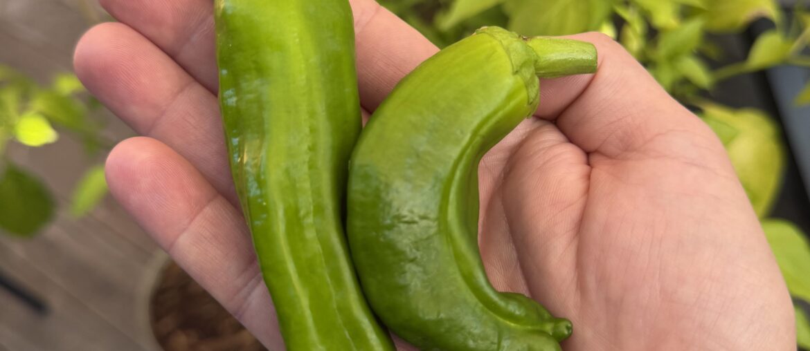 Harvest time