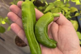 Harvest time