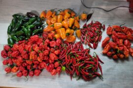 A few peppers in my garden