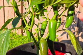 Are these Jalapenos ready?