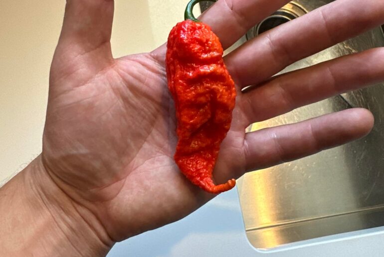Labeled ghost pepper