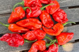 Red Sauve question
