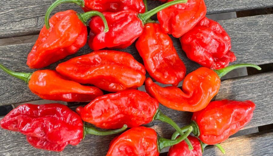 Red Sauve question