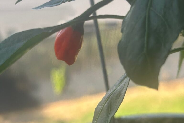 Question about this pepper