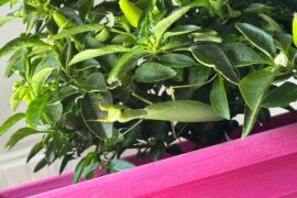 Praying mantis in my pepper plant?h
