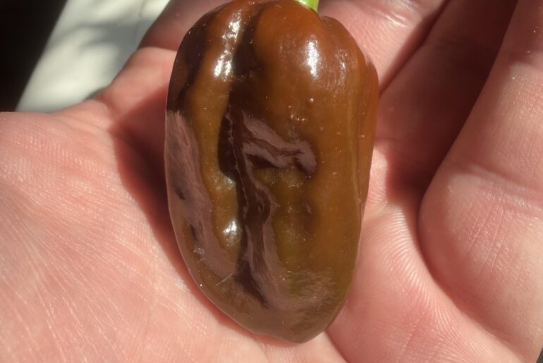 Can anyone tell me what I grew?