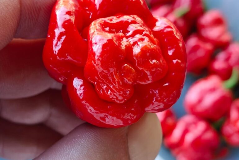 Ugly and Tasty