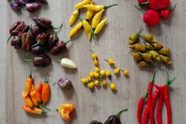 Morning harvest