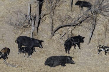 Thousands of pounds of pork bound for Montana food banks after feral swine investigation