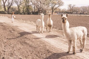 27 Top Things To Do In New Mexico (Updated 2026)