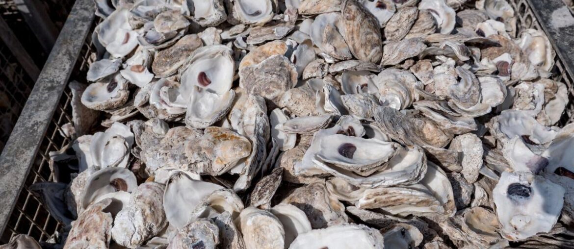 Trading oyster shells for dollars: Oyster Recovery Partnership looking to expand to Ocean City restaurants | Latest News