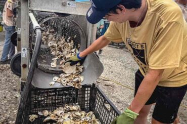 3 Million Oysters Eaten by New Yorkers Are Rebuilding the City's Reefs