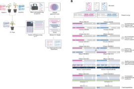 Representing true plant genomes: haplotype-resolved hybrid pepper genome with trio-binning