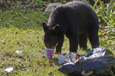 A bear scavenges through a trash bag on the grass.
