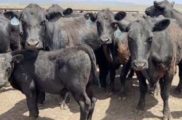 USDA wants to rebuild the American beef herd. Idaho ranchers aren't sold yet