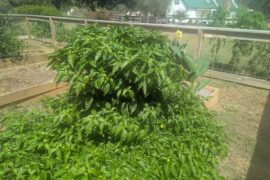 My Red Savina has gone full atomic