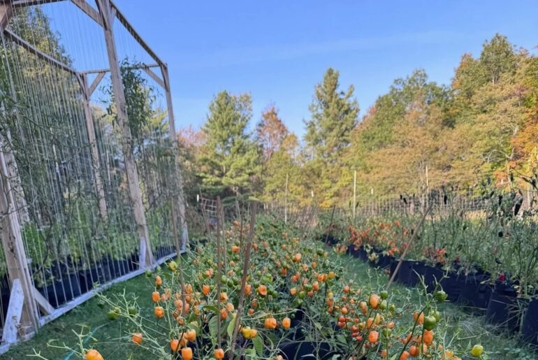 A garden with rows of plants bearing orange, green, and red fruits, surrounded by trees and a clear blue sky.