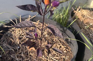 Pepper id help