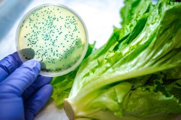 A petri dish with blue bacteria is held above a head of lettuce.