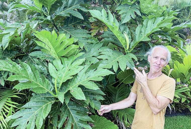 Preserving old Hawaii with breadfruit at Amy Greenwell Ethnobotanical Garden on Sept. 19