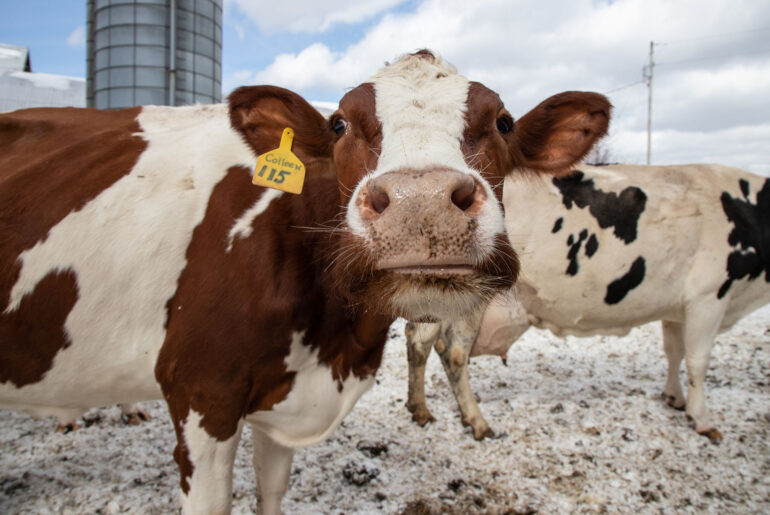 Vermont's Franklin Foods plant to reopen as cheese facility