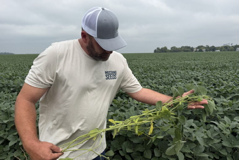 Non-GMO soybeans offer a strong niche market for Midwest producers - Agweek