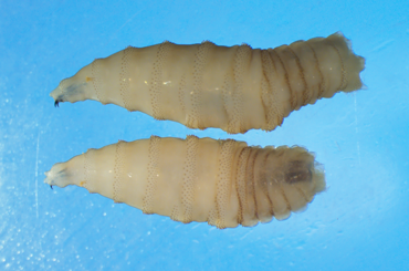 New World screwworm poses no risk to food safety