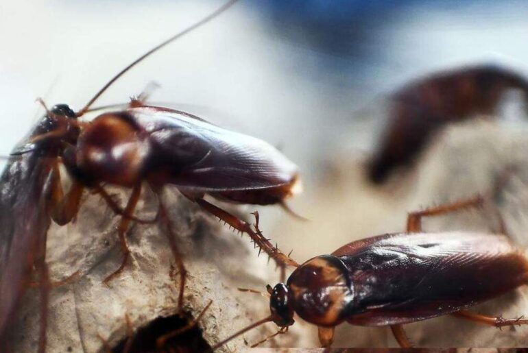 Roaches, filth, old food at Wichita KS restaurants, stores