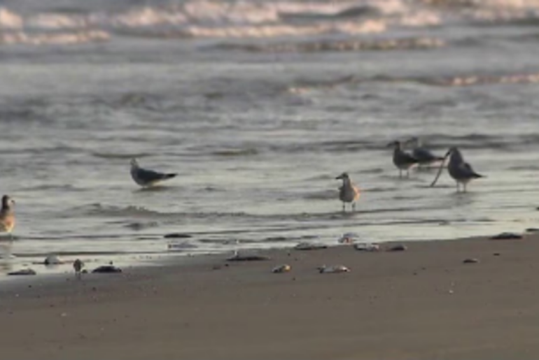 Red tide in Galveston could impact seafood prices and restaurants