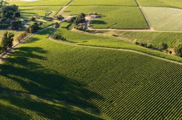 Vineyard Values Have Fallen. Has Your Property Tax Assessment?