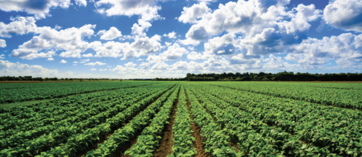 Neal Dunn Praises USDA Effort to Protect Blueberry Production in Florida · The Floridian