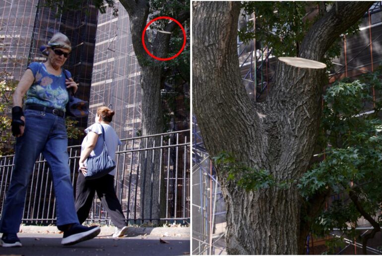 Tree limb that injured NYC hotdog vendor was just inspected: city