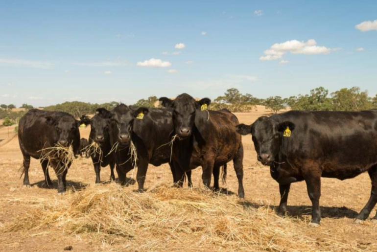 cattle

