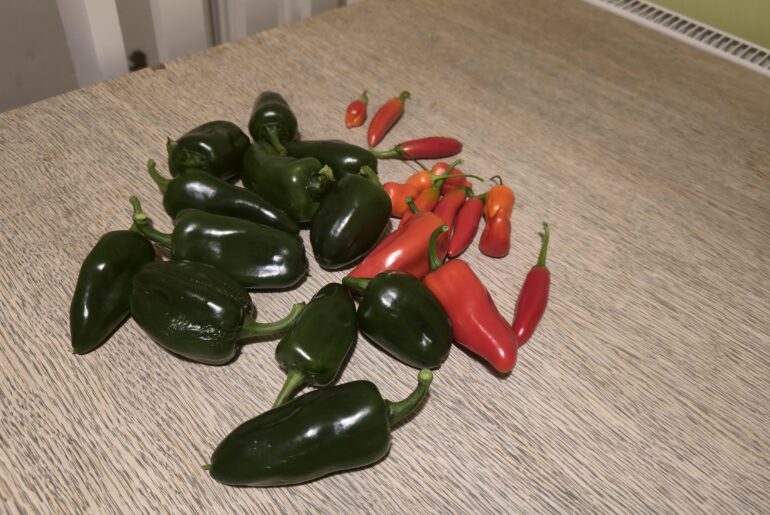 Harvesting has started for me