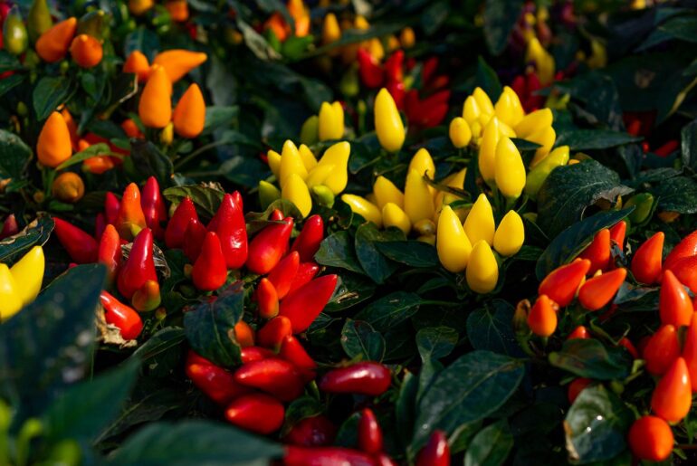 A group of ornamental peppers in yellow and red colors