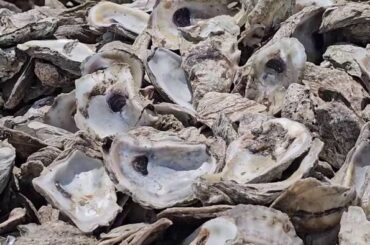 San Antonio oyster shell recycling program aims to rebuild Texas reefs