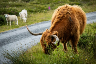 Scotland Updates Foodborne Illness Reduction Strategy; Challenged by Highest STEC O157 Rate in UK