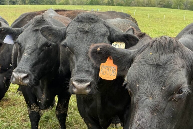 Groups bring local beef to families