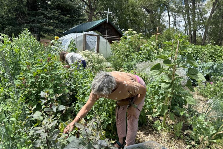 How one Colorado gardener built a pandemic-proof garden